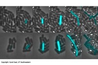 La imatge mostra fotogrames de colònies de bacteris comportant-se de la mateixa manera, la de dalt utilitzant el circuit natural i la de sota utilitzant el circuit sintètic. 