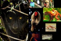 Fauna amenaçada per la deforestació de l'Amazones que portarà els sensors del projecte Providence