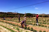 Imatge del procés d’instal•lació del cultiu experimental de tomaquera