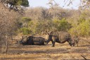 El Ranger Drone servirà per combatre la cacera furtiva de rinoceronts i elefants a l’Àfrica.