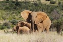 El Ranger Drone servirà per combatre la cacera furtiva de rinoceronts i elefants a l’Àfrica.