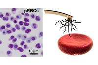 Imatge de l'adhesió de l'heparina als eritrocits infectats pel paràsit de la malària, el 'Plasmodium falciparum', que ha estat demostrada per la espectroscòpia de força atòmica de molècules individuals.