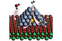 Dibuix d’una nanopartícula metàl·lica de rodi-pal·ladi suportada sobre òxid de ceri. Les molècules d’aigua i etanol s’absorbeixen a la interfície entre les nanopartícules i el suport i generen noves espècies químiques reactives que fan que els àtoms de rodi i pal·ladi es reorganitzin a la superfície, canviïn el seu estat d’oxidació i així facilitin la producció d’hidrogen.