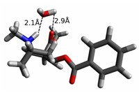 The cocaine molecule is able to adapt to hydrophobic and hydrophilic environments.