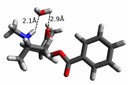 The cocaine molecule is able to adapt to hydrophobic and hydrophilic environments.