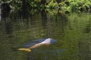 One of these projects is being carried out in the Amazon and focuses on the conservation of pink river dolphins, which are currently threatened by human activities