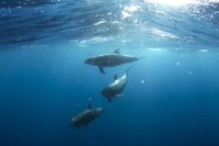 El Congreso Oceanoise 2017 reúne expertos mundiales en la lucha contra la contaminación acústica en los ecosistemas marinos
