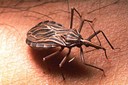 Un 'Rhodnius prolixus' adulto, el segundo vector más importante de la enfermedad de Chagas (OMS / TDR / Sinclair Stammers)