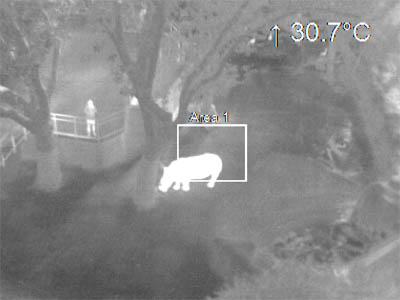 imatge tèrmica de rinoceronts