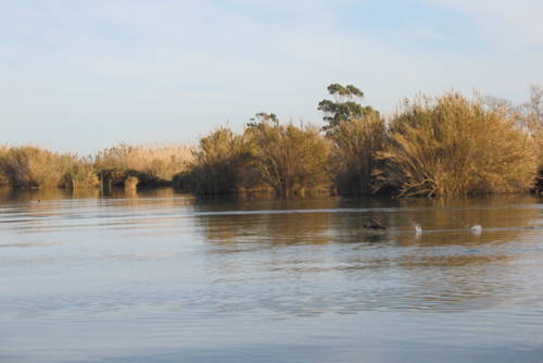 delta ebre