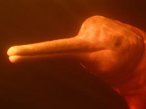 retrat d’un dofí rosa